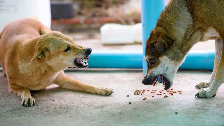 The Benefits of Nature’s Blend Dog Food Canada