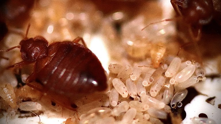 Affordable Bed Bug Pest Control Services Near You